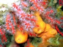 "Red Coral" Scoglio del Corallo Italy Monte Argentario Ni... by Lorenzo Maggi 